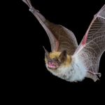 bats in the loft in Wales